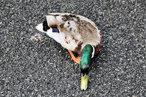 A view of a Mallard Duck photo