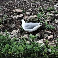 A close up of a Black Headed Gull photo