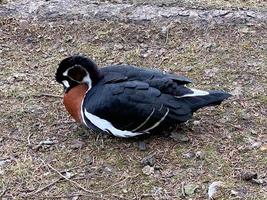 A close up of a Red Breasted Goose photo