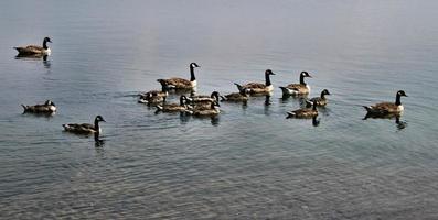 A view of a Canada Goose photo
