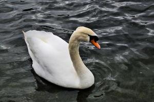 A close up of a Mute Swan in London photo