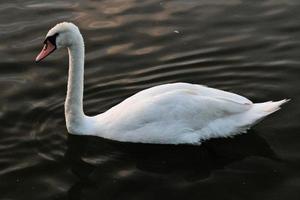 A view of a Mute Swan on the water at Ellesmere photo