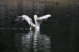 A close up of a Pelican in London photo