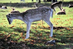 A view of some Fallow Deer in Richmond Park in London photo