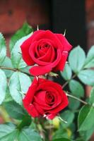 A view of a Red Rose in the garden photo