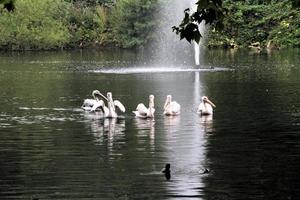 A close up of a Pelican in London photo