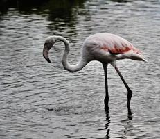 A view of a Flamingo photo