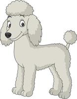 Cartoon poodle dog isolated on white background vector