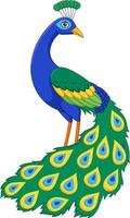 Cartoon funny peacock on white background vector