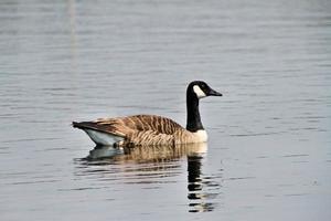 A view of a Canada Goose photo