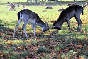 A view of some Deer in Richmond Park in London photo