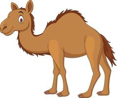 Cartoon camel isolated on white background vector