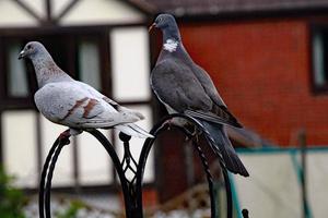 A view of a Pigeon in the garden photo