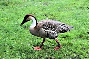 A close up of a Swan Goose photo