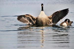 A view of a Canada Goose photo