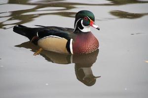 A view of a Wood Duck on the water photo