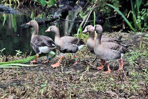 A view of a White Fronted Goose photo