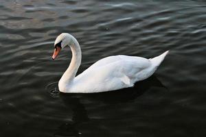 A view of a Mute Swan on the water at Ellesmere photo