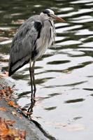 A close up of a Grey Heron in London photo