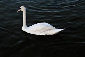 A view of a Mute Swan on the water at Ellesmere photo