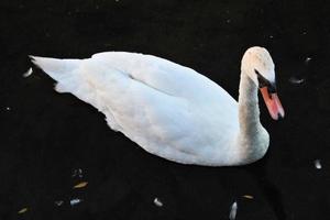 A view of a Mute Swan on the water at Ellesmere photo