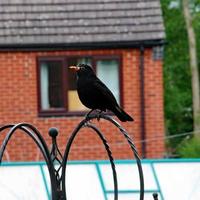 A close up of a Blackbird in the garden photo