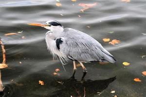 A close up of a Grey Heron in London photo