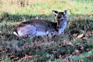 A view of some Fallow Deer in Richmond Park in London photo