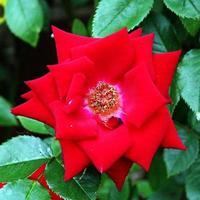 A view of a Red Rose in the garden photo