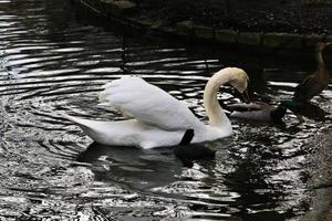 un primer plano de un cisne mudo en Londres foto