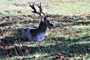 una vista de algunos ciervos en richmond park en londres foto