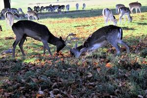 A view of some Deer in Richmond Park in London photo