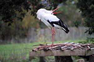 A close up of a White Stork at Martin Mere Nature Reserve photo