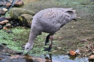 A view of a Cape Barren Goose at Martin Mere Nature Reserve photo