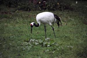 A close up of a Red Crowned Crane photo