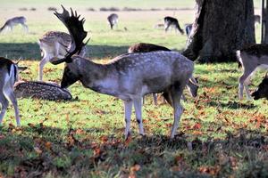 una vista de algunos ciervos en barbecho en richmond park en londres foto