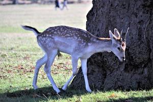 A view of some Fallow Deer in Richmond Park in London photo