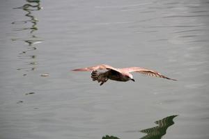 A view of a Herring Gull by the sea photo