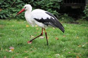 un primer plano de una cigüeña blanca en la reserva natural martin mera foto