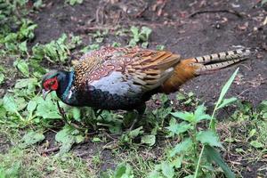 A close up of a Pheasant photo