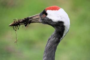 A close up of a Red Crowned Crane photo