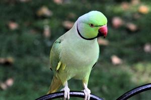 A close up of a Green Ring Necked Parakeet photo