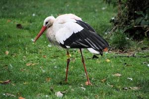 un primer plano de una cigüeña blanca en la reserva natural martin mera foto