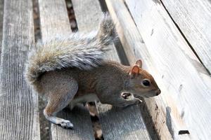 A close up of a Grey Squirrel in London photo