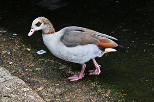 A view of an Egyptian Goose in London photo