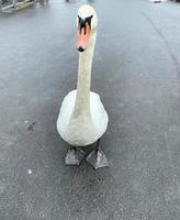 A close up of a Mute Swan photo