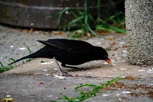 A close up of a Blackbird in the garden photo