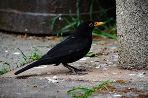 A close up of a Blackbird in the garden photo