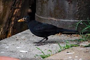 A close up of a Blackbird in the garden photo