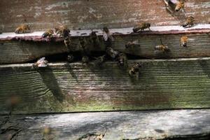 una vista de algunas abejas alrededor de una colmena foto